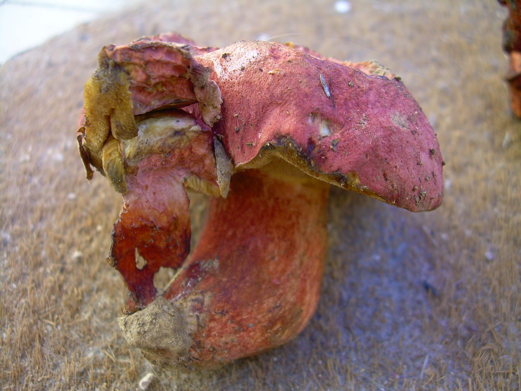 Boletus permagnificus?